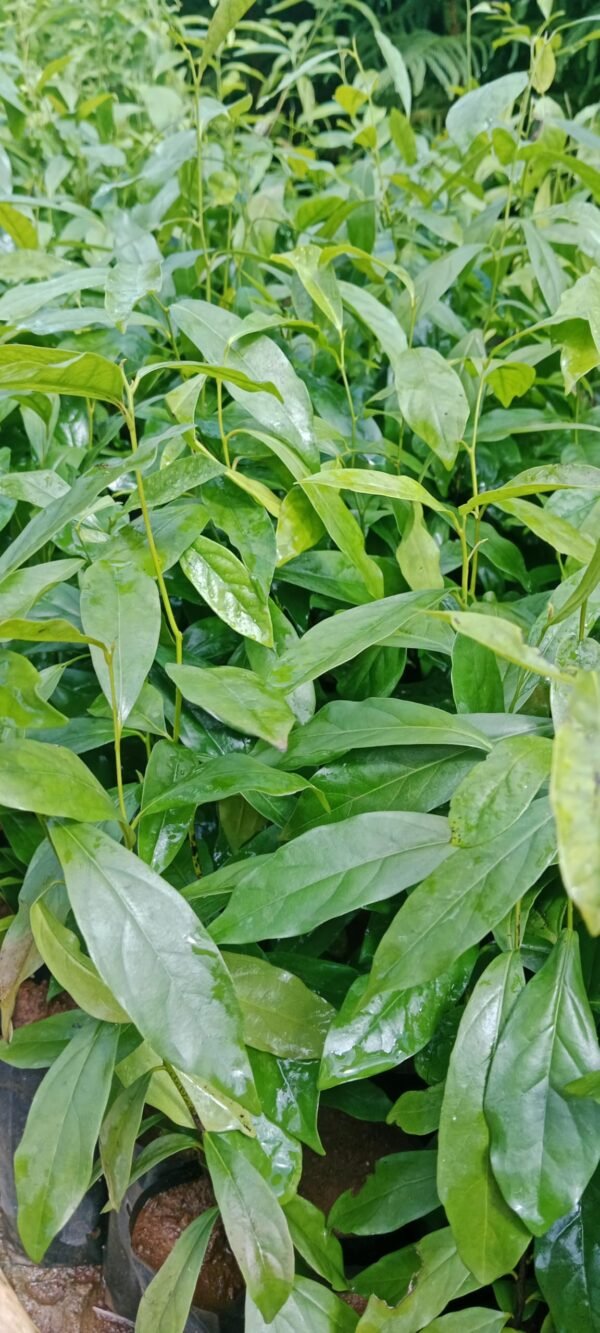 Buy (கருங்காலி | karungali | Diospyros ebenum(original) | ebony tree | Indian ebony | karimara  | abnus | ebans | येबंस - Live plant