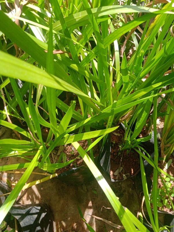 Buy வசம்பு|Vasambu|Acorus calamus|sweet flag|safed bach|bach|vashampa|baje|pillai valatthi|sweet root|sweet grass|स्वीट फ्लैग  - live plant